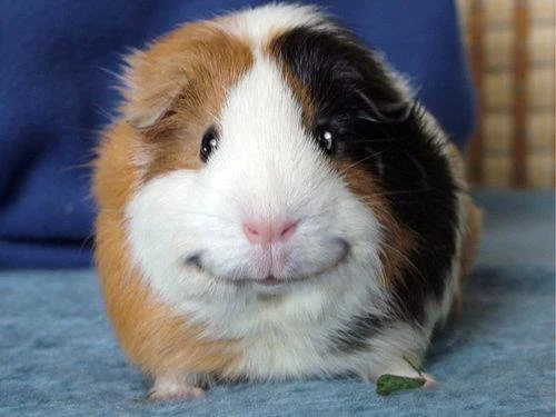 Guinea pig smiling
