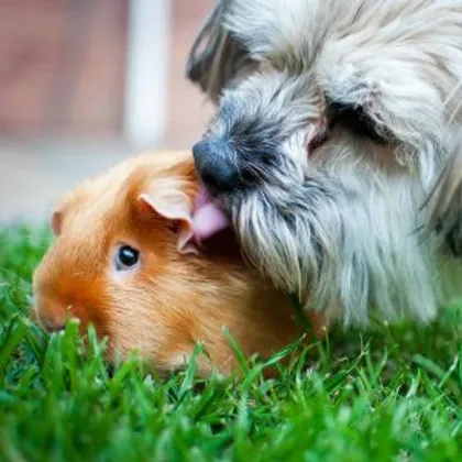 Guinea pig being licked by a dog
