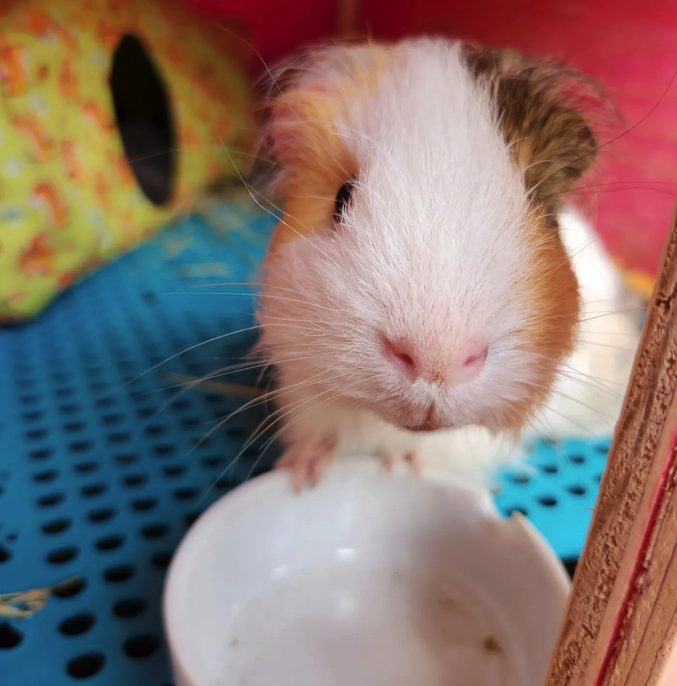 Guinea pig with an empty plate. He is waiting for food
