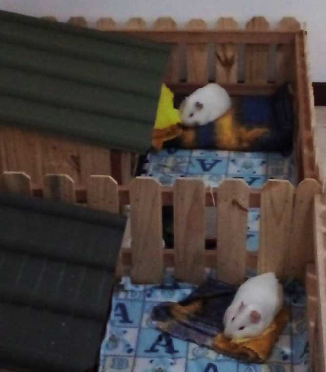 Two guinea pigs, each one having his own house
