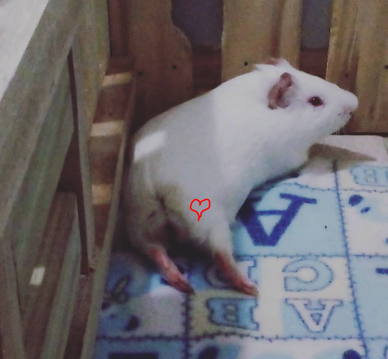 Guinea pig with a heart drawing in his butt