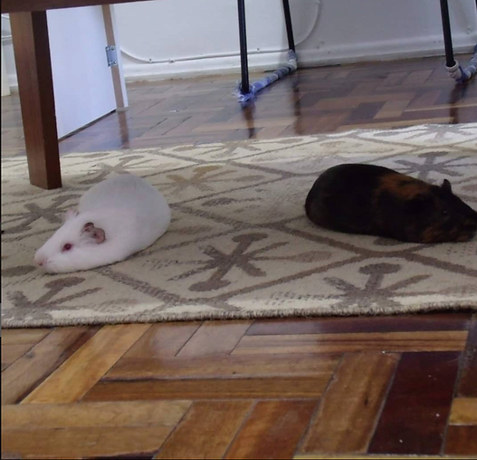 Two guinea pigs looking at different sides