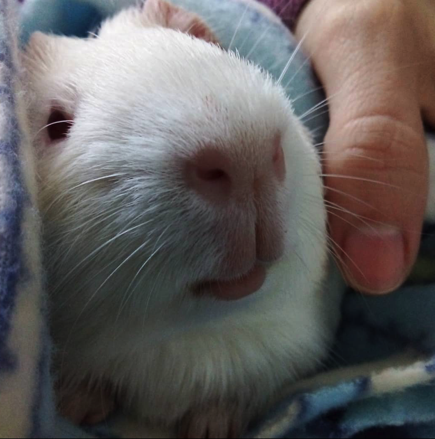 Guinea pig showing his face