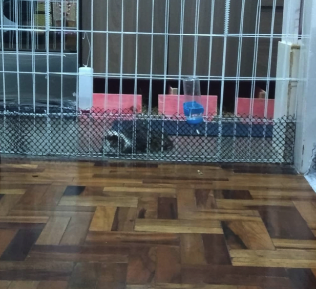 Guinea pig behind a jail