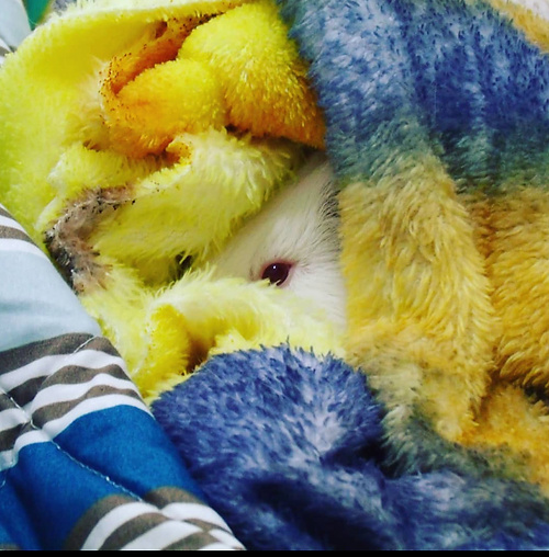 Guinea pig behind the covers