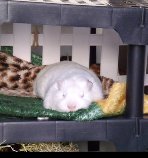 Guinea pig sleeping