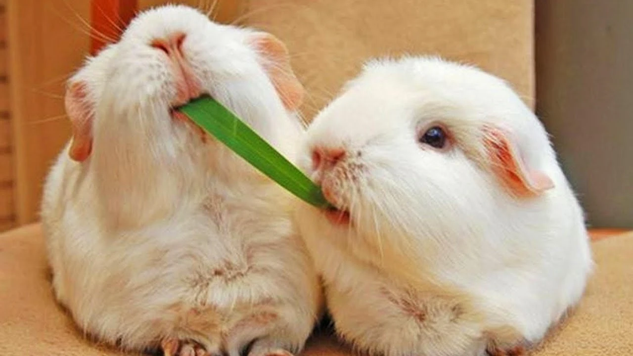Two guinea pigs trying to eat the same grass
