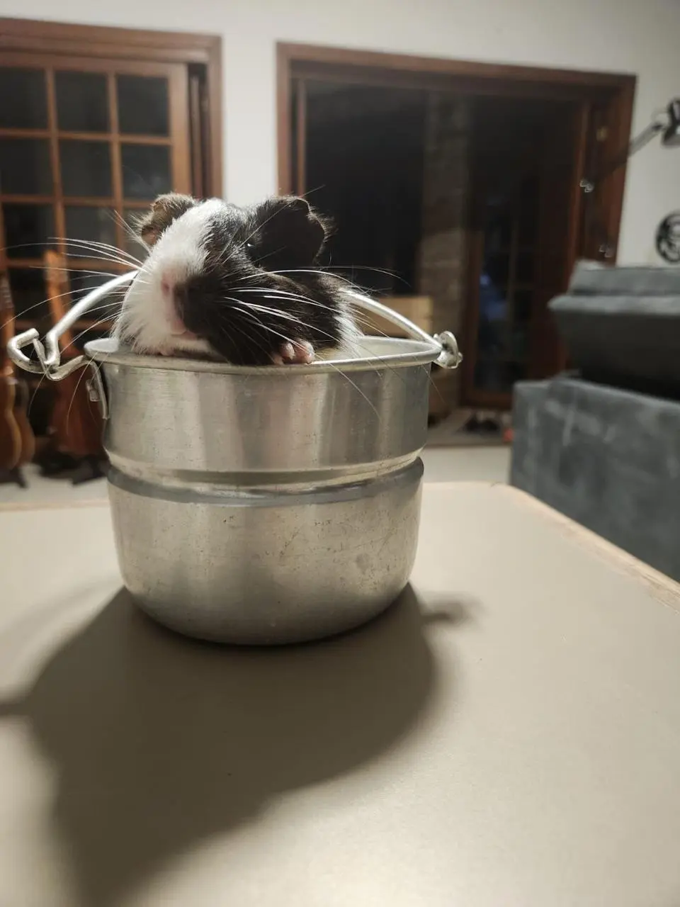 Guinea pig inside of a teapot
