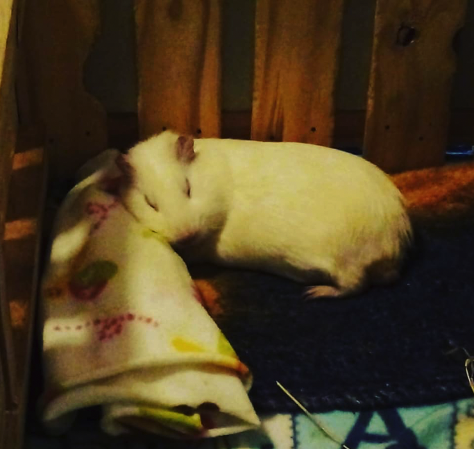 Guinea pig sleeping