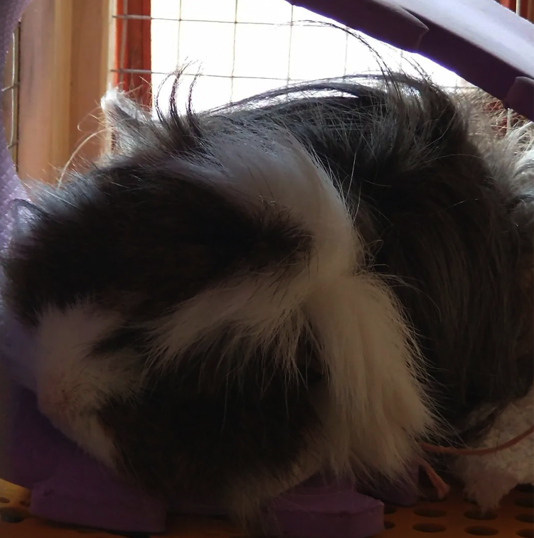 Guinea pig sleeping