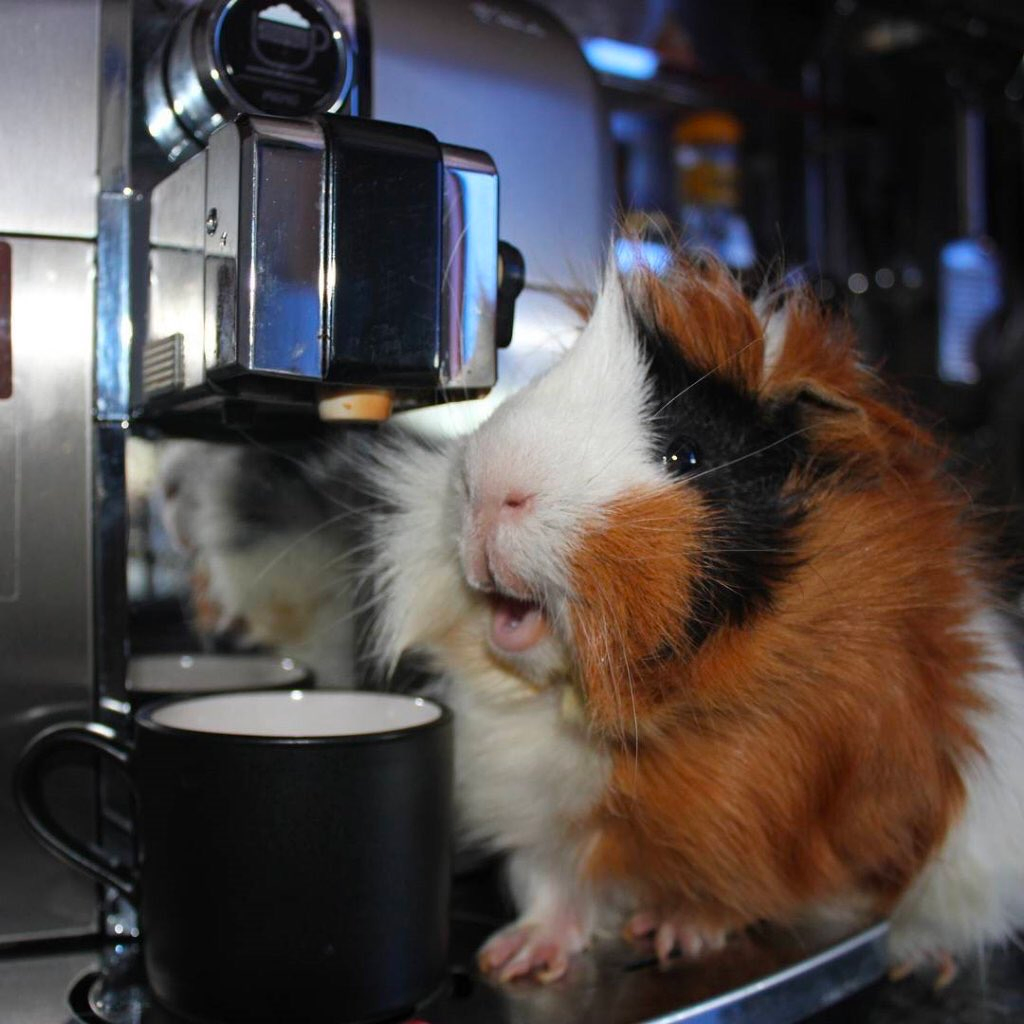 Guinea pig near of a coffee machine.