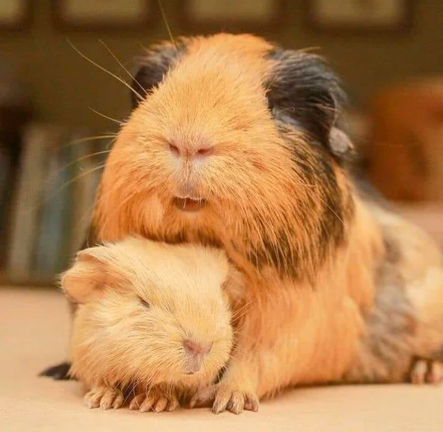 Guinea pig mom with her guinea pig baby.