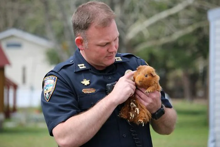 Police officer petting a guinea pig.