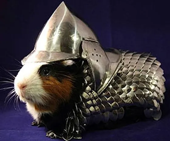 Guinea pig wearing a warrior fantasy