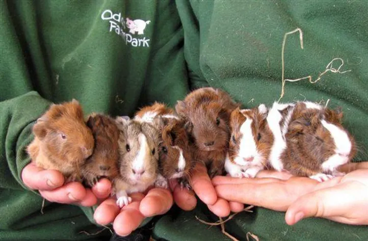 Seven little guinea pig babies.